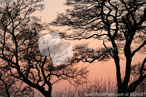 Image of branches morning