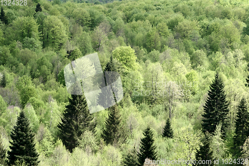 Image of trees and forest