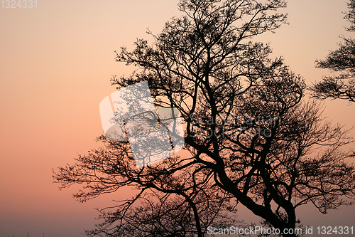 Image of branches morning