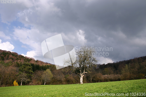 Image of trees and forest