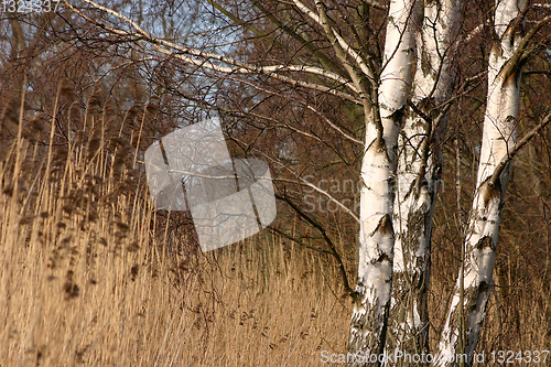 Image of forest