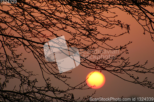 Image of branches morning