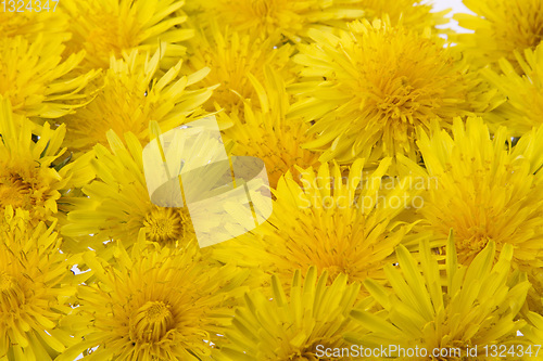 Image of yellow flowers
