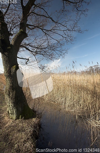 Image of lake forest