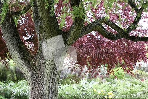 Image of trees and forest