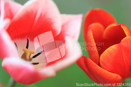 Image of Tulips
