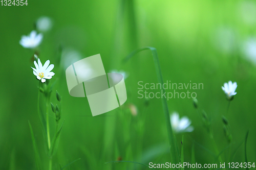Image of Flowers