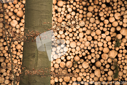 Image of Autumn forest