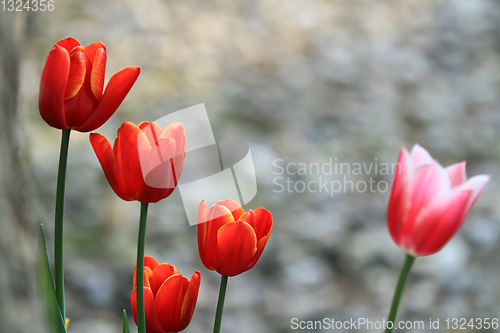 Image of Tulips