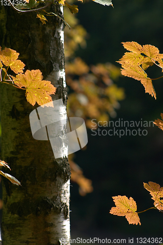 Image of autumn leaves