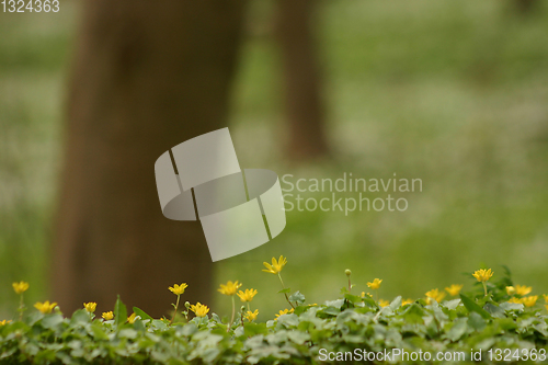 Image of spring