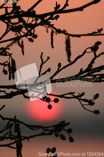 Image of branches morning