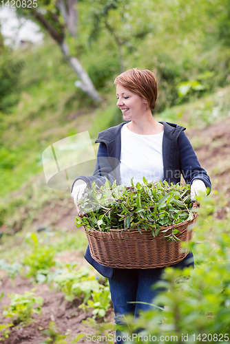 Image of woman gardening