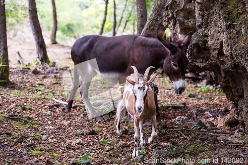 Image of Donkey and goat in the woods