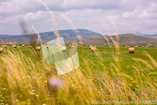 Image of Rolls of hay in a wide field