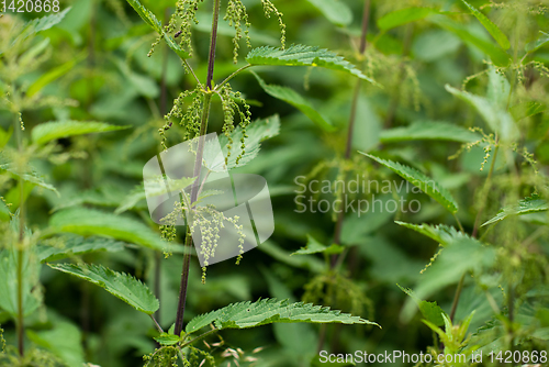 Image of nettle natural background