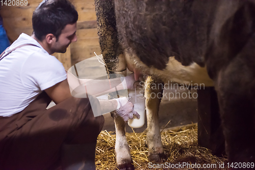 Image of farmer milking dairy cow by hand