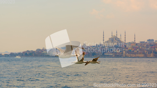 Image of Seagulls flying in a sky with a mosque at the background