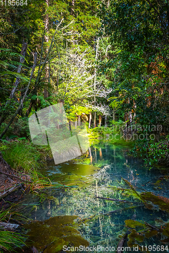 Image of Whakarewarewa Redwood forest, Rotorua, New Zealand