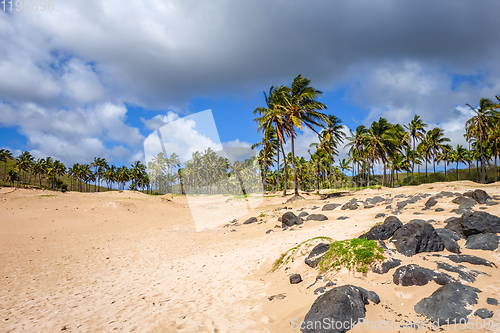 Image of Palm trees on Anakena beach, easter island