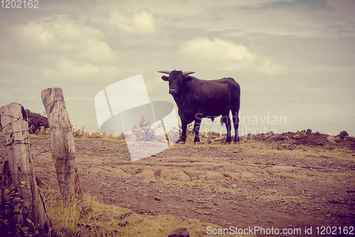 Image of Wild bull on easter island cliffs