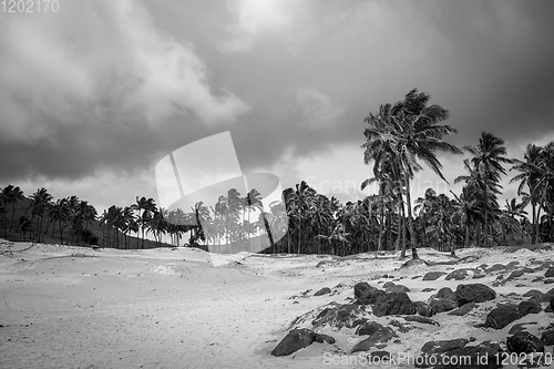 Image of Palm trees on Anakena beach, easter island. Black and white pict