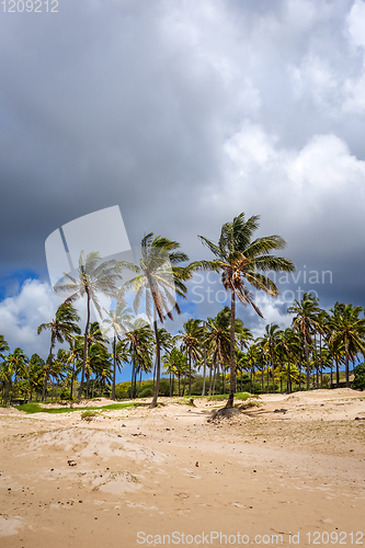 Image of Palm trees on Anakena beach, easter island