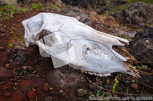 Image of Horse skull and bones