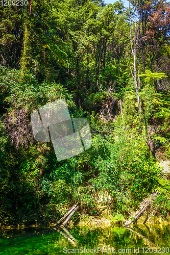 Image of River in Abel Tasman National Park, New Zealand