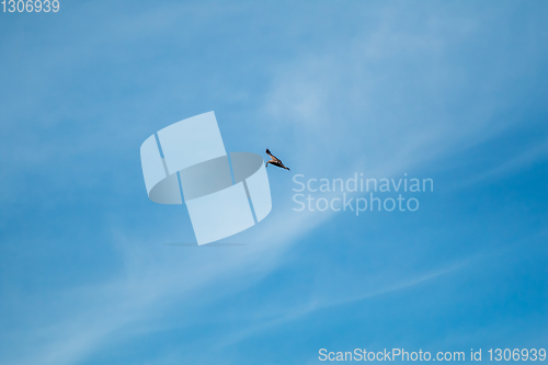 Image of  Hawk in the sky hunted the mouse.