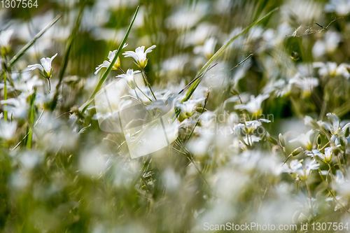 Image of White wild flowers field on green grass.