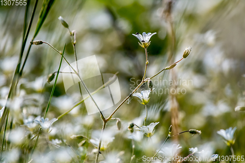 Image of White rural flowers field on green grass.