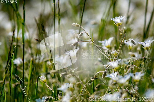 Image of White wild flowers field on green grass.