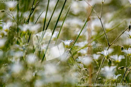 Image of White wild flowers field on green grass.