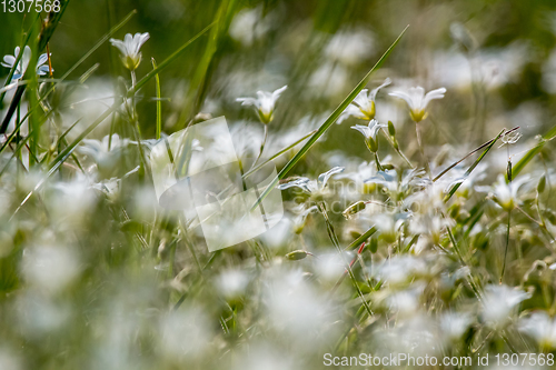 Image of White rural flowers field on green grass.