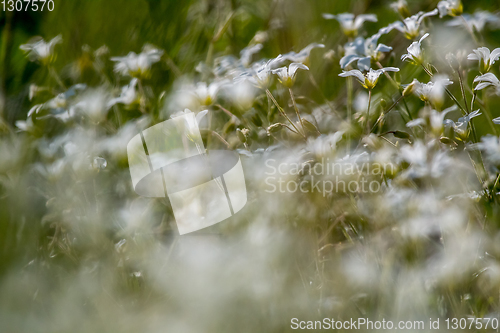 Image of White wild flowers field on green grass.