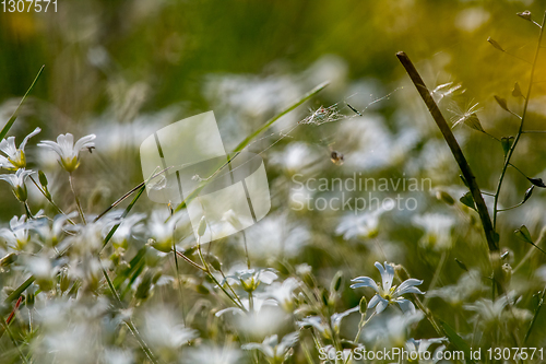 Image of White wild flowers field on green grass.