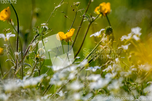 Image of White and yellow wild flowers field on green grass.