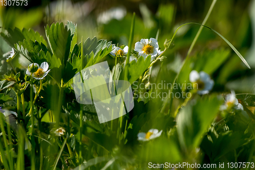 Image of White strawberry flowers in green grass.