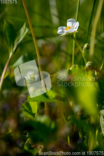 Image of White strawberry flowers in green grass.