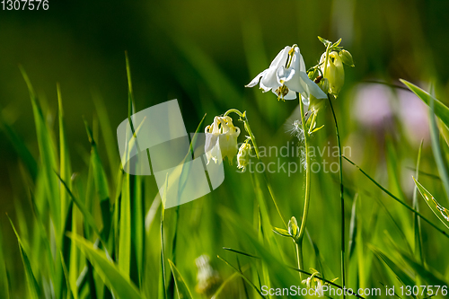 Image of White rural flowers in green grass