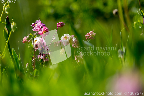 Image of Pink rural flowers in green grass