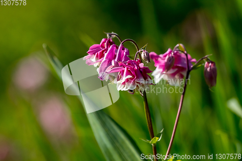 Image of Pink rural flowers in green grass