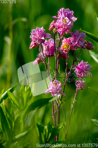 Image of Pink rural flowers in green grass