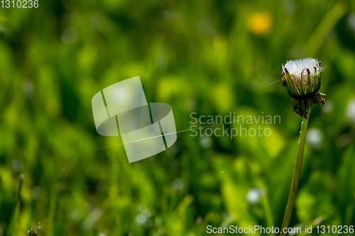 Image of White dandelion flowers in green grass