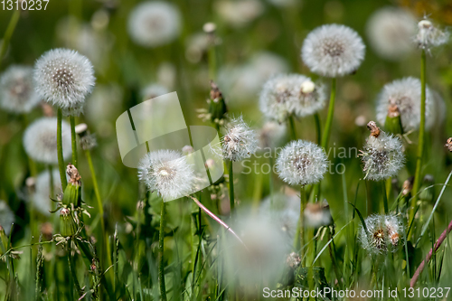 Image of White dandelion flowers in green grass