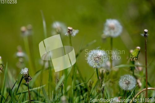 Image of White dandelion flowers in green grass