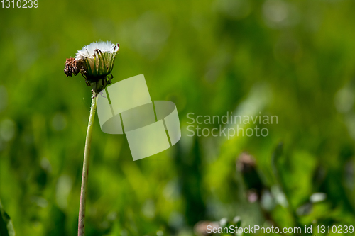 Image of White dandelion flowers in green grass