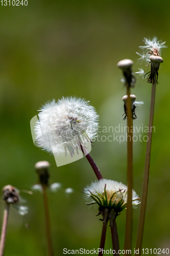 Image of White dandelion flowers in green grass