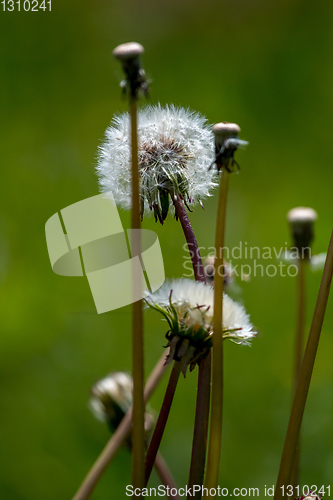 Image of White dandelion flowers in green grass